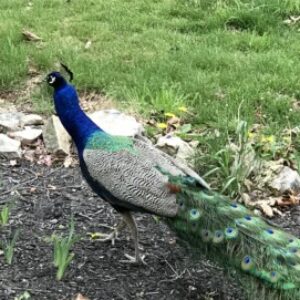 Profile photo of Linda