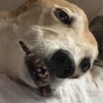 Profile photo of Amanda