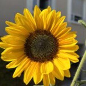 Profile photo of Enni