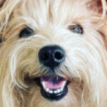 Profile photo of Angelica