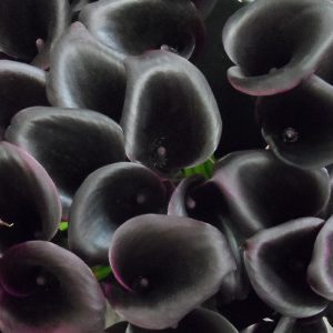 Profile photo of Mel